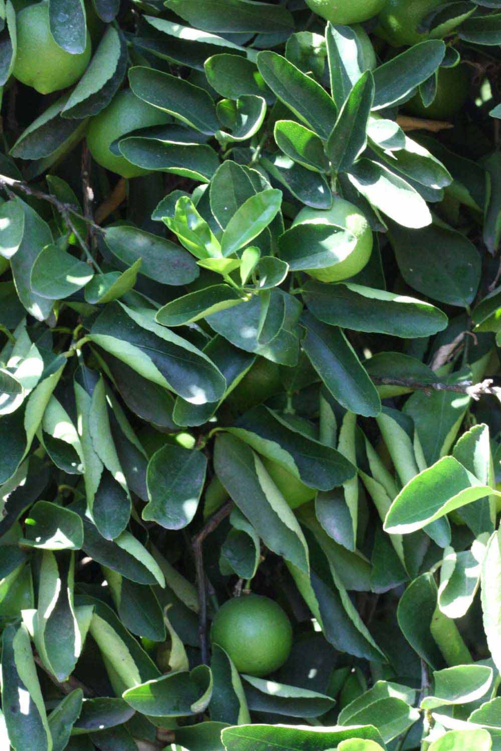              Sun leaves (Riverside, CA)       